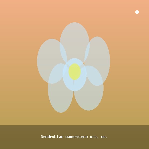 Dendrobium superbiens pro. sp.