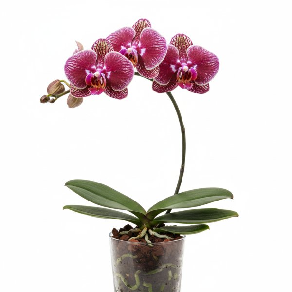 Phalaenopsis Zheng Min Pirate