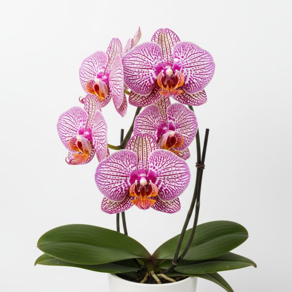 Phalaenopsis Zheng Min Quetzal