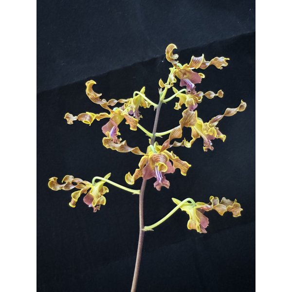 Dendrobium Marilyn Ker M K
