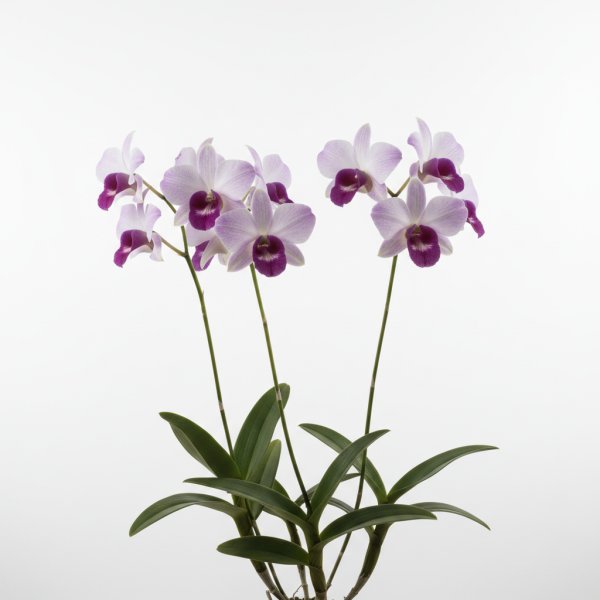 Dendrobium Zyva Syilvi