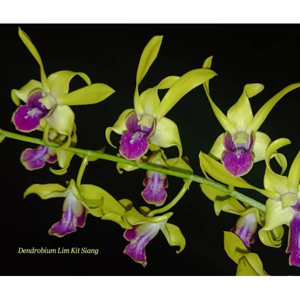 Dendrobium Lim Kit Siang