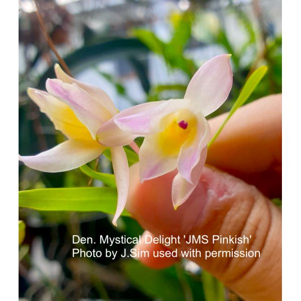 Dendrobium Mystical Delight