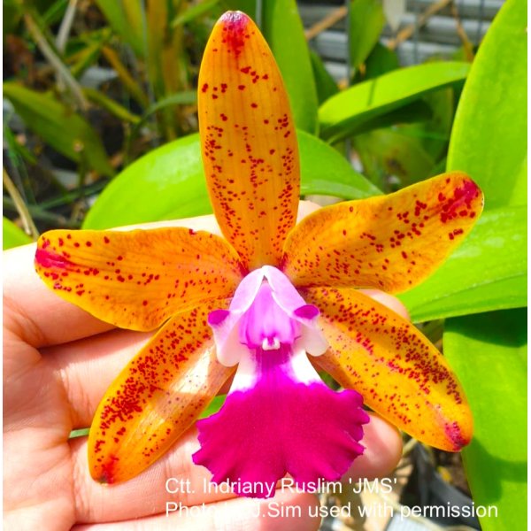 Cattlianthe Indriany Ruslim