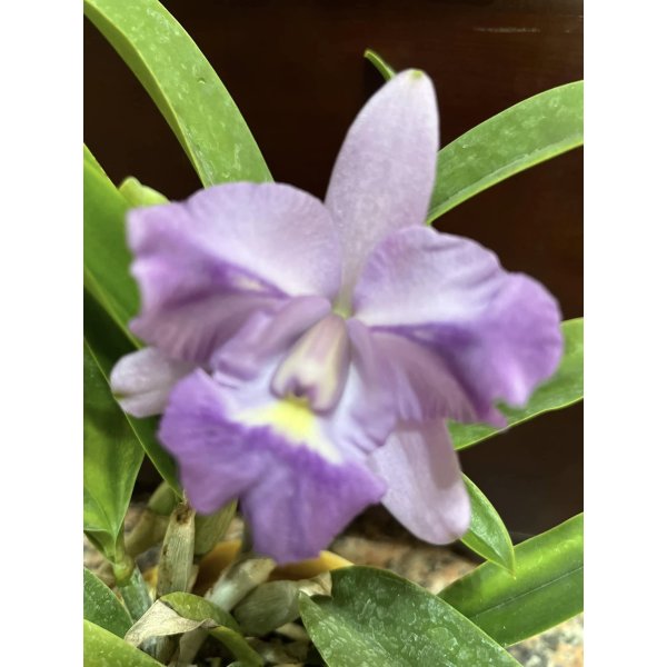Cattlianthe Alisun Blue Ocean