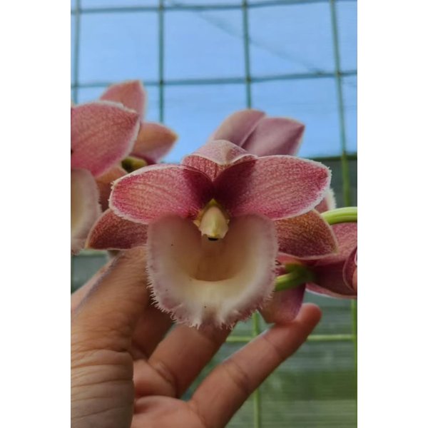 Jamesimara James' Pastel Beauty