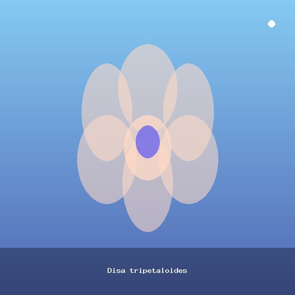 Disa tripetaloides