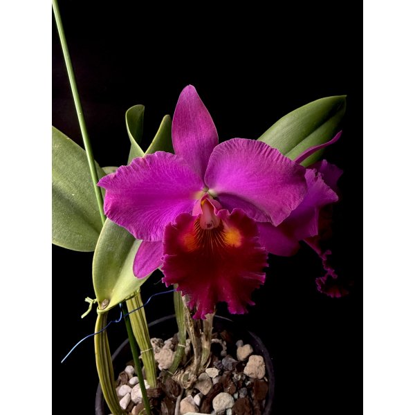 Rhyncholaeliocattleya Alpha Aniel Leopard