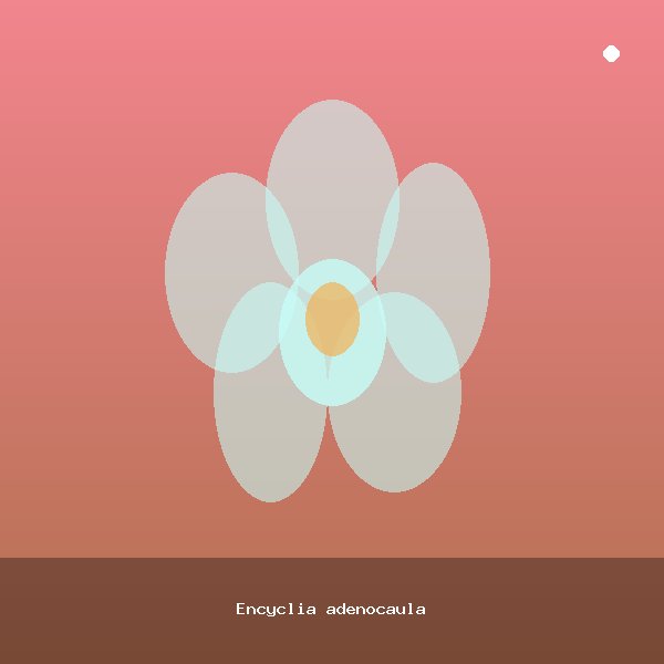 Encyclia adenocaula