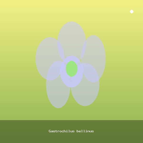 Gastrochilus bellinus