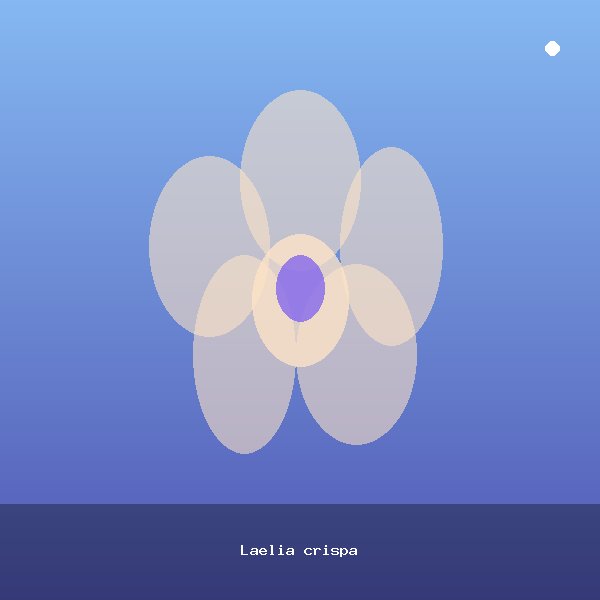 Laelia crispa