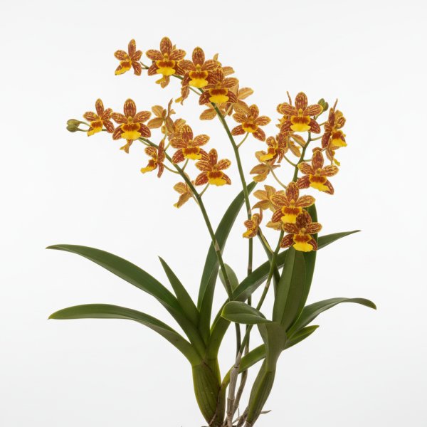 Oncidium Zygus (1923)