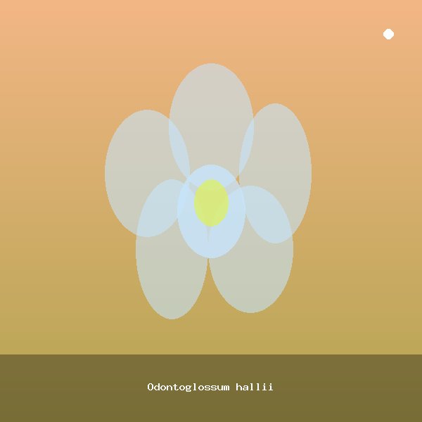 Odontoglossum hallii