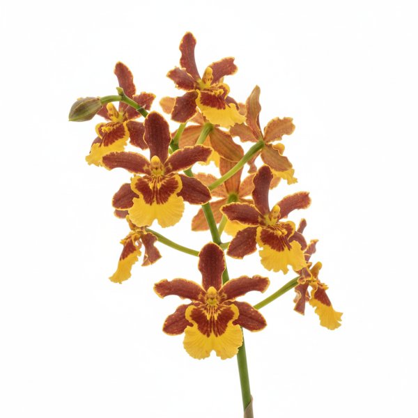 Oncidium Zouave