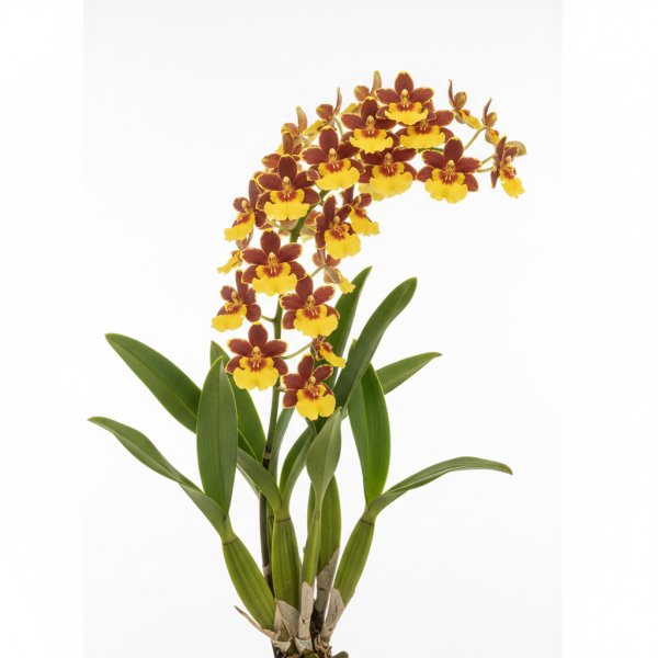 Oncidium Zygus
