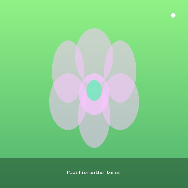 Papilionanthe teres