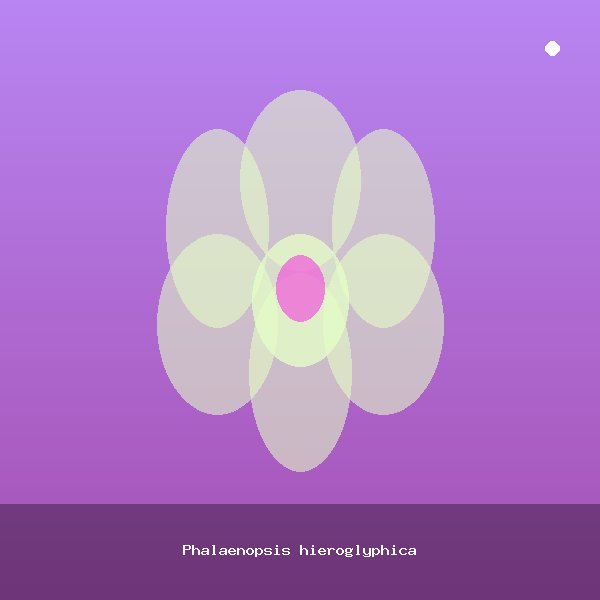Phalaenopsis hieroglyphica