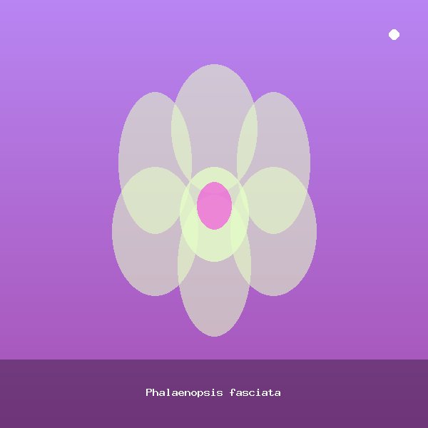 Phalaenopsis fasciata