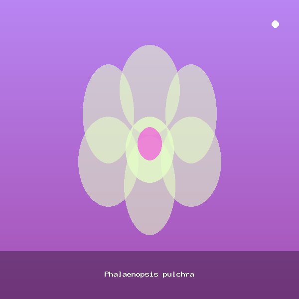 Phalaenopsis pulchra