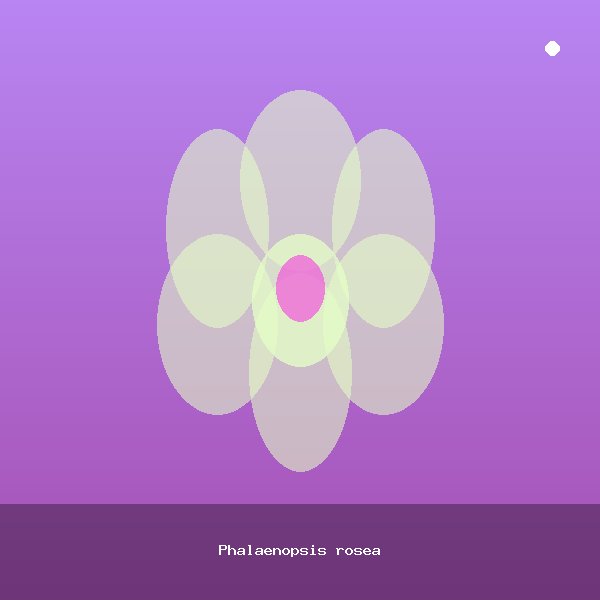 Phalaenopsis rosea