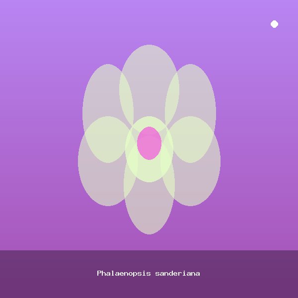 Phalaenopsis sanderiana