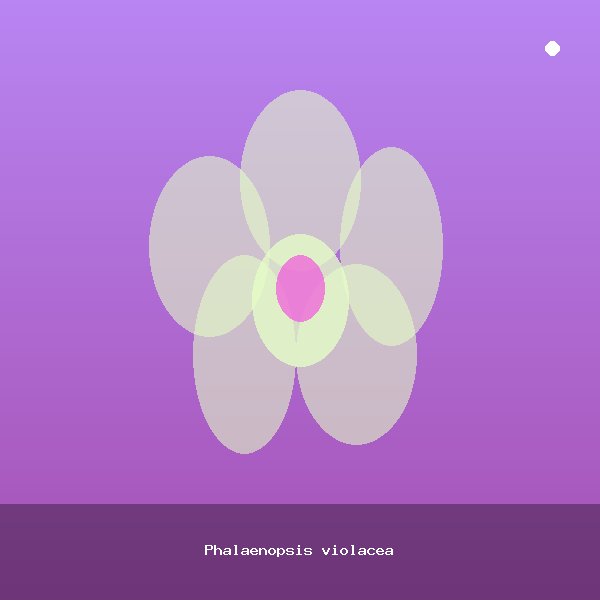 Phalaenopsis violacea