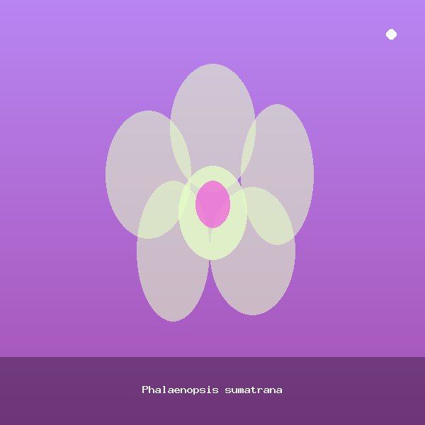 Phalaenopsis sumatrana