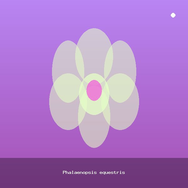 Phalaenopsis equestris