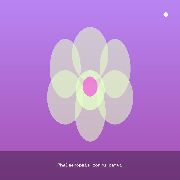 Phalaenopsis cornu-cervi