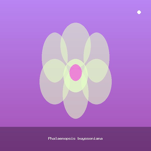 Phalaenopsis buyssoniana