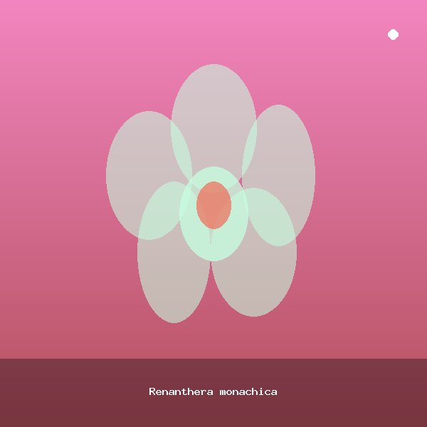 Renanthera monachica