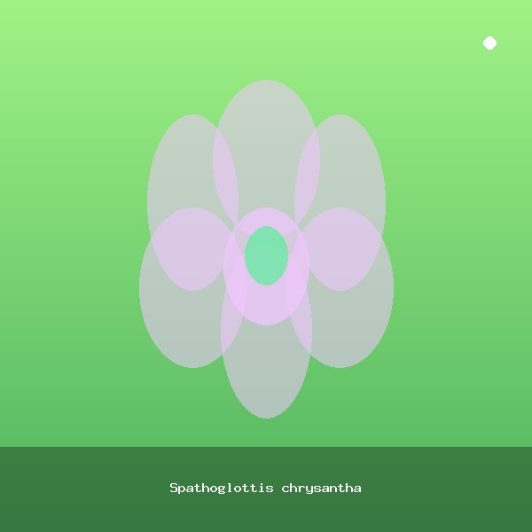 Spathoglottis chrysantha