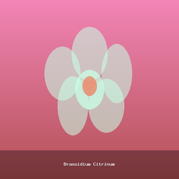 Brassidium Citrinum