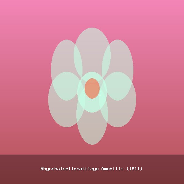 Rhyncholaeliocattleya Amabilis (1911)