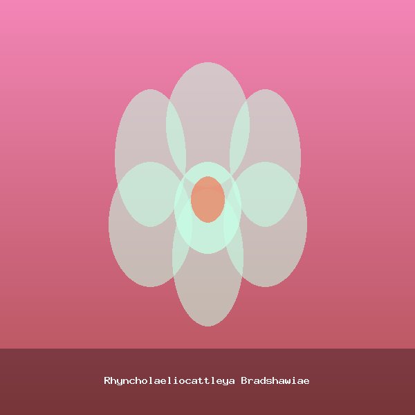 Rhyncholaeliocattleya Bradshawiae