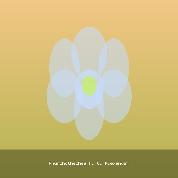 Rhynchothechea H. G. Alexander