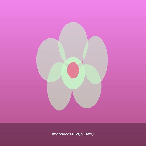 Brassocattleya Mary