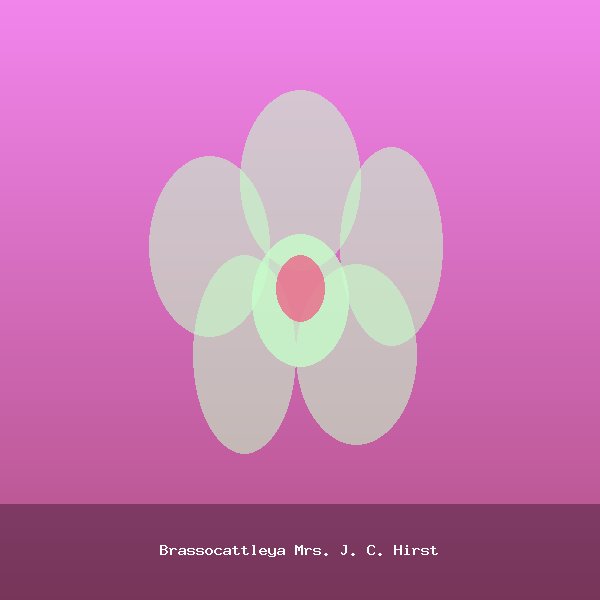 Brassocattleya Mrs. J. C. Hirst