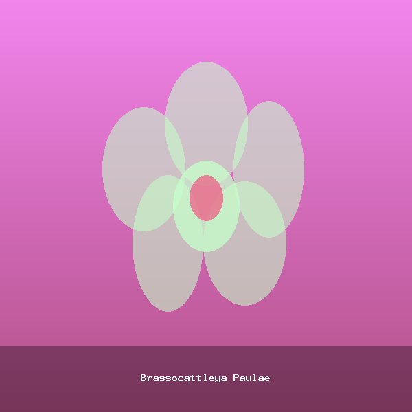 Brassocattleya Paulae
