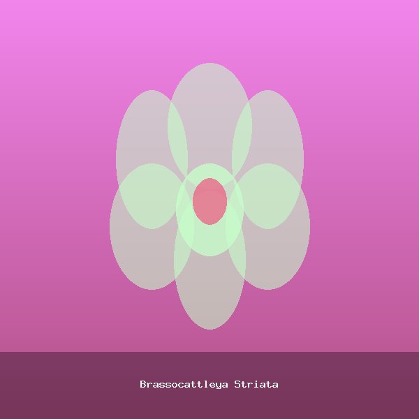 Brassocattleya Striata