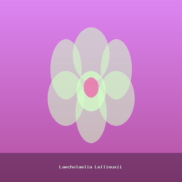 Laecholaelia Lellieuxii