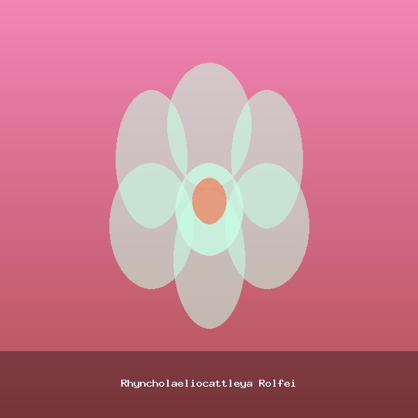 Rhyncholaeliocattleya Rolfei
