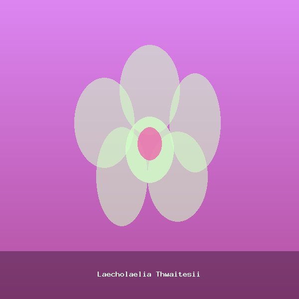 Laecholaelia Thwaitesii