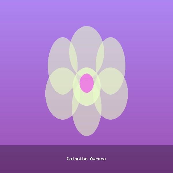Calanthe Aurora