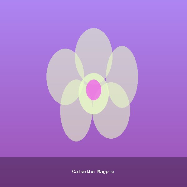 Calanthe Magpie