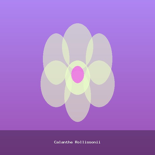 Calanthe Rollissonii