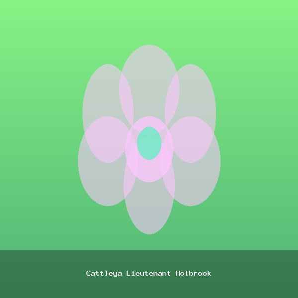 Cattleya Lieutenant Holbrook