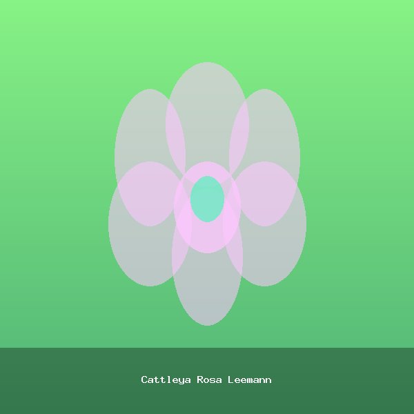 Cattleya Rosa Leemann