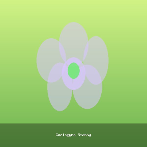 Coelogyne Stanny