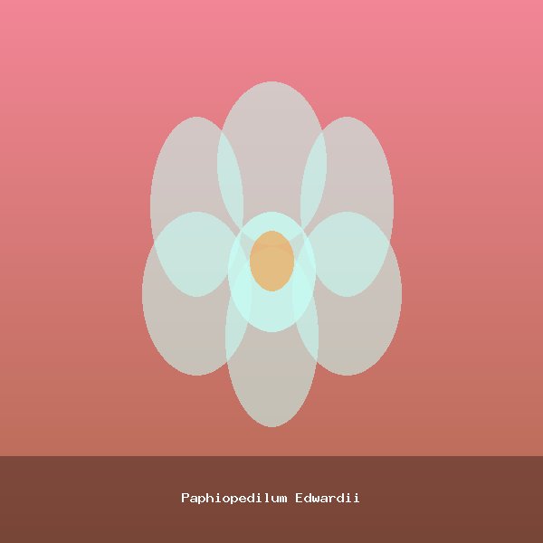 Paphiopedilum Edwardii